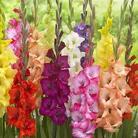 Gladiolus Bulbs Best Quality Fresh Bulbs Multi-color (Set of 20) by Plantogallery?-thumb3