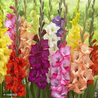 Gladiolus Bulbs Best Quality Fresh Bulbs Multi-color (Set of 20) by Plantogallery?-thumb4