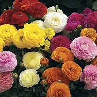 Ranunculus / Buttercups | Gorgeous Flower Bulb |For Balcony | By Plantogallery? (Pack of 2 Bulbs(Mix))-thumb2