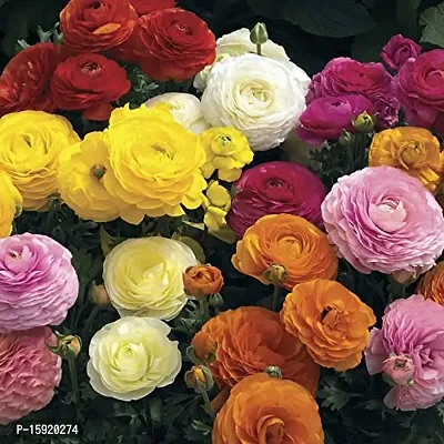 Ranunculus / Buttercups | Gorgeous Flower Bulb |For Balcony | By Plantogallery? (Pack of 2 Bulbs(Mix))-thumb3