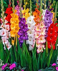 Gladiolus Bulbs Best Quality Fresh Bulbs Multi-color (Set of 20) by Plantogallery?-thumb2