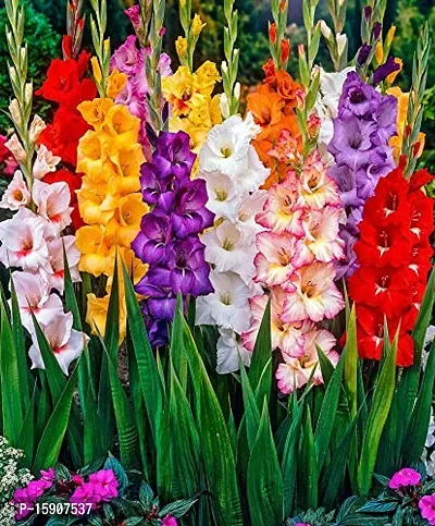 Gladiolus Bulbs Best Quality Fresh Bulbs Multi-color (Set of 20) by Plantogallery?-thumb3