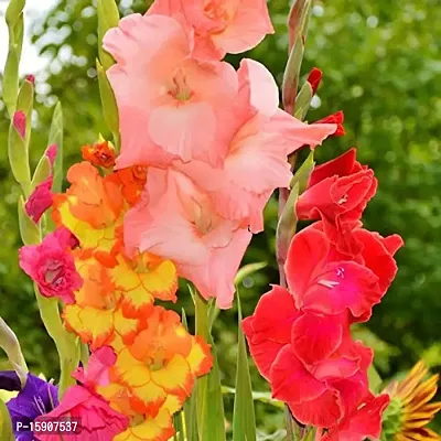 Gladiolus Bulbs Best Quality Fresh Bulbs Multi-color (Set of 20) by Plantogallery?