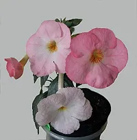 Plantogallery? Flower Bulbs | Achimenes Bulbs | For Basket Flower | Pot And Home  Garden | (20 bulbs pink rose)-thumb1