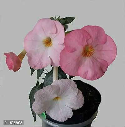 Plantogallery? Flower Bulbs | Achimenes Bulbs | For Basket Flower | Pot And Home  Garden | (20 bulbs pink rose)-thumb2