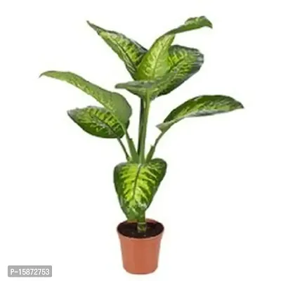 PLANTOGALLERY Indoor Plants | Aglaonema Green (Dieffenbachia Seguine) Best Air Purifying Plants for Home and Office