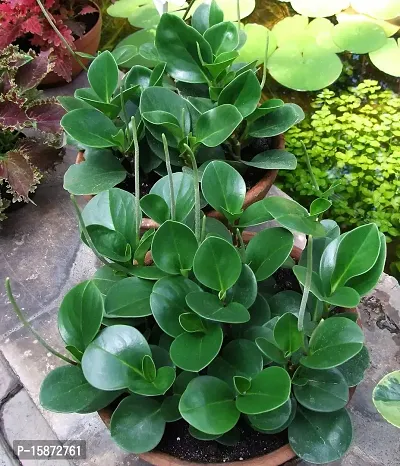 PLANTOGALLERY || Peperomia Green | Air Purifier Plants | Indoor Plants with Ceramic Pot | Plants for Home