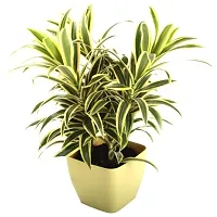 LIVE GREEN Song of India (Dracaena Reflexa) Indoor Outdoor Plant with Pot-thumb1