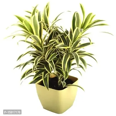 LIVE GREEN Song of India (Dracaena Reflexa) Indoor Outdoor Plant with Pot-thumb2