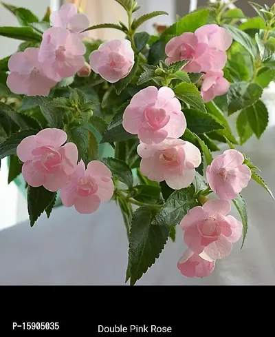 Plantogallery? Flower Bulbs | Achimenes Bulbs | For Basket Flower | Pot And Home  Garden | (20 bulbs pink rose)