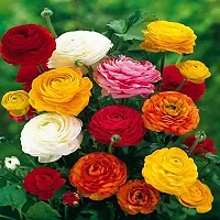 Ranunculus / Buttercups | Gorgeous Flower Bulb |For Balcony | Pack of 5 Bulbs | By Plantogallery?-thumb1