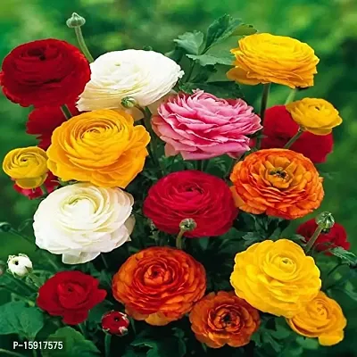 Ranunculus / Buttercups | Gorgeous Flower Bulb |For Balcony | Pack of 5 Bulbs | By Plantogallery?-thumb2