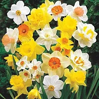 Nargis | Most Beautiful | Flower Bulb | for Your Home Garden | By Plantogallery? (Mix) (Set of 15 Bulbs (Mix))-thumb2