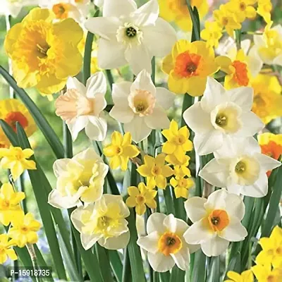 Nargis | Most Beautiful | Flower Bulb | for Your Home Garden | By Plantogallery? (Mix) (Set of 15 Bulbs (Mix))-thumb2