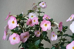 Plantogallery? Flower Bulbs | Achimenes Bulbs | For Basket Flower | Pot And Home  Garden | (20 bulbs pink rose)-thumb4