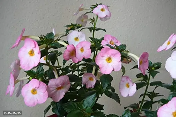 Plantogallery? Flower Bulbs | Achimenes Bulbs | For Basket Flower | Pot And Home  Garden | (20 bulbs pink rose)-thumb5