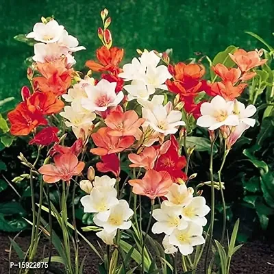 Tritonia | Good Germination flower bulb | Pack of 20 Best bulbs | by Plantogallery?