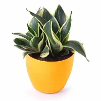 Snake Plant | Lotus Yellow-Green Mother-in-Law's Tongue | Indoor Plants |By UDANTA?-thumb2