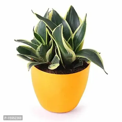 Snake Plant | Lotus Yellow-Green Mother-in-Law's Tongue | Indoor Plants |By UDANTA?-thumb3