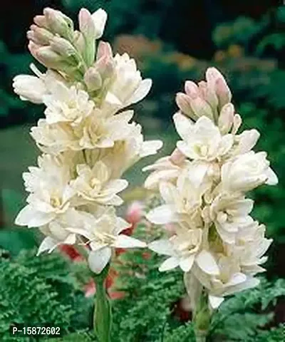 PLANTOGALLERY Flower Bulb | Hybrid Tuberose Flower Rajnigandha Fragrant Popular Flower Polianthes Bulb (pack of 20 bulbs)-thumb0