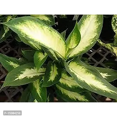 Live Green Indoor Plants | Aglaonema Green (Dieffenbachia Seguine) Best Air Purifying Plants for Home and Office-thumb0