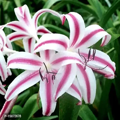 PLANTOGALLERY Crinum Lily Flower Bulb| fresh flower bulb for Home Gardening (Pack Of 2 Bulb)