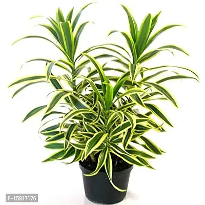 LIVE GREEN Song of India (Dracaena Reflexa) Indoor Outdoor Plant with Pot