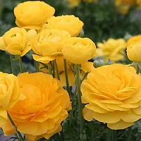 Ranunculus / Buttercups | Flower Bulb | Elegant Flower Bulb | By Plantogallery? (Pack of 2 Bulbs(Yellow))-thumb2