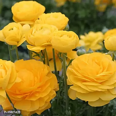 Ranunculus / Buttercups | Flower Bulb | Elegant Flower Bulb | By Plantogallery? (Pack of 2 Bulbs(Yellow))-thumb3