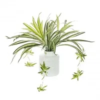 Chlorophytum/Spider plant | Best for home D?cor |Indoor Plants | By UDANTA?-thumb1