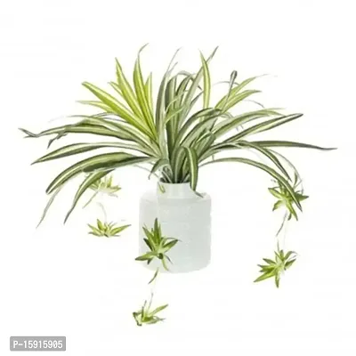 Chlorophytum/Spider plant | Best for home D?cor |Indoor Plants | By UDANTA?-thumb2