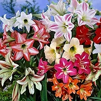 Plantogallery? Amaryllis Lily Mix Flower bulb Pack of 5 Bulbs-thumb3