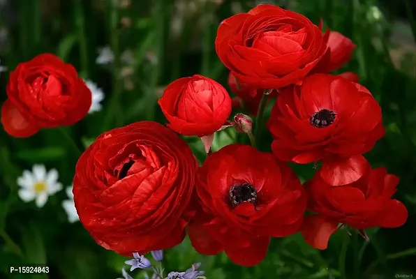 Ranunculus / Buttercups | Flower Bulb | Elegant Flower Bulb |Pack of 6 Bulbs | By Plantogallery? (Red)-thumb2