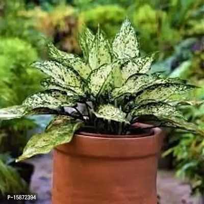 PLANTOGALLERY Exotic Aglaonema White/Green Air Purifier Indoor Plant with Pot