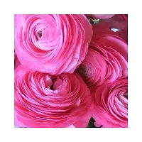 Ranunculus / Buttercups | Flower Bulb | Elegant Flower Bulb | By Plantogallery? (Pack of 3 Bulbs(Pink))-thumb2