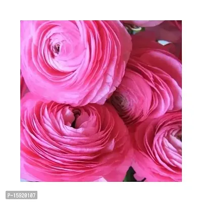 Ranunculus / Buttercups | Flower Bulb | Elegant Flower Bulb | By Plantogallery? (Pack of 3 Bulbs(Pink))-thumb3