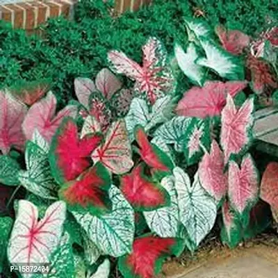 PLANTOGALLERY CALADIUM Bulb - Pack of 5 Bulb