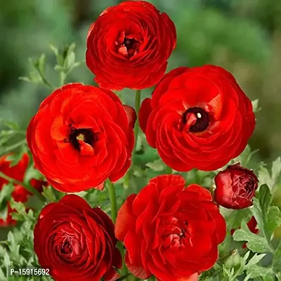 Ranunculus / Buttercups | Flower Bulb | Elegant Flower Bulb | By Plantogallery? (Pack of 2 Bulbs(Red))-thumb4