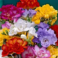 Plantogallery? Flower Bulbs | Freesia Multi-Color Flower Bulbs for Garden (Pack of 20 Bulbs)-thumb2