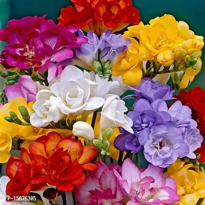 Plantogallery? Flower Bulbs | Freesia Multi-Color Flower Bulbs for Garden (Pack of 20 Bulbs)-thumb3