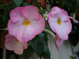 Plantogallery? Flower Bulbs | Achimenes Bulbs | For Basket Flower | Pot And Home  Garden | (20 bulbs pink rose)-thumb3