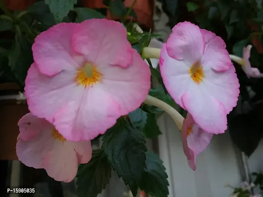 Plantogallery? Flower Bulbs | Achimenes Bulbs | For Basket Flower | Pot And Home  Garden | (20 bulbs pink rose)-thumb4