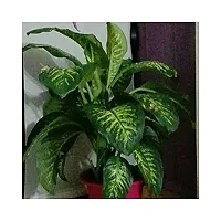 Live Green Indoor Plants | Aglaonema Green (Dieffenbachia Seguine) Best Air Purifying Plants for Home and Office-thumb1