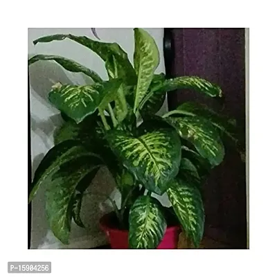 Live Green Indoor Plants | Aglaonema Green (Dieffenbachia Seguine) Best Air Purifying Plants for Home and Office-thumb2