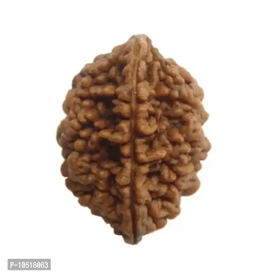 CHEZEL 2 Mukhi Lab Certified Rudraksha (Brown)