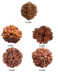 CHEZEL? Combo of 2 mukhi to 6 mukhi RUDRAKSHA lab Certified (Brown)-thumb1