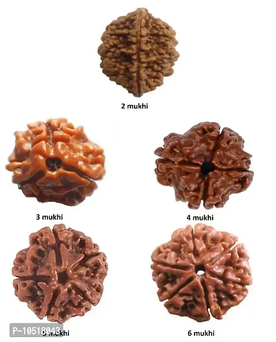 CHEZEL? Combo of 2 mukhi to 6 mukhi RUDRAKSHA lab Certified (Brown)-thumb2