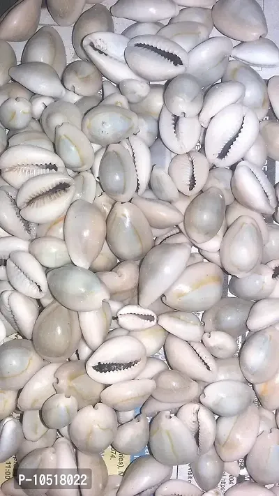 Choicepick Cowrie (Natural)