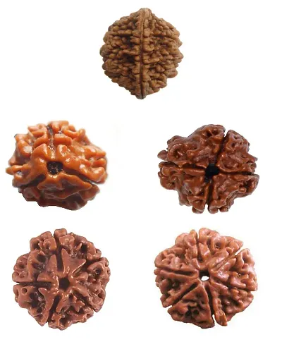 CHEZEL? Combo of 2 mukhi to mukhi RUDRAKSHA lab Certified (Brown)