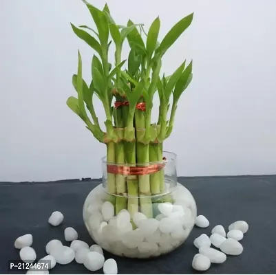 Fresh Two Layer Bamboo Plant-thumb0